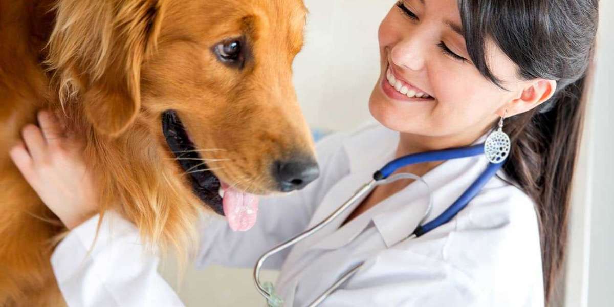 Veterinary Care Excellence: Choosing the Best Vet Clinic in Winnipeg