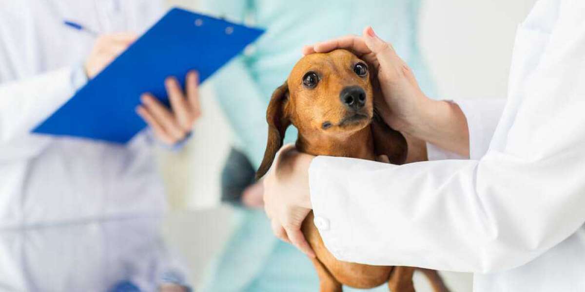 Understanding the Importance of Vaccinations for Your Pets in Dubai