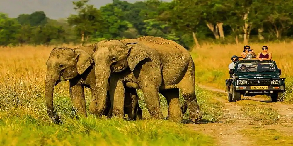 Corbett Elephant Safari | Corbett Heaven