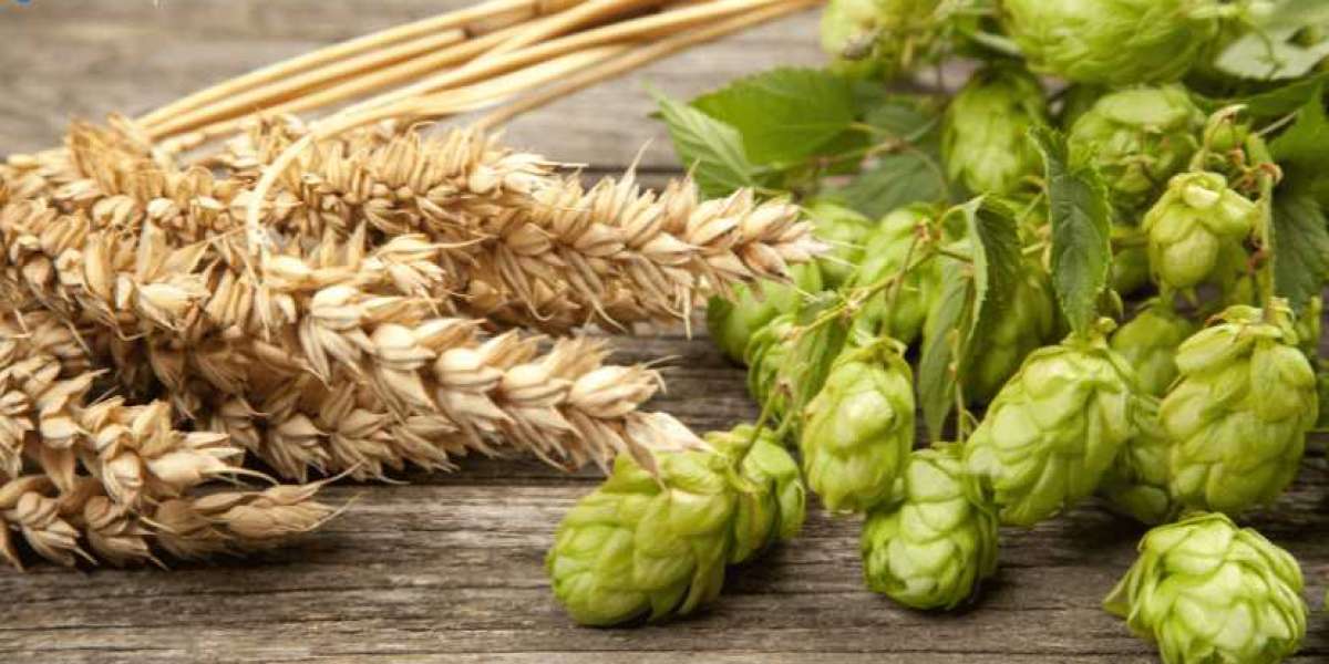 Hops Market Size, Share, Industry Trends, Outlook, Report and Forecast 2024-2032