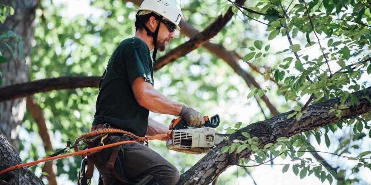 Professional Tree Removal Services in Melbourne Ensuring Safety and Preserving Beauty