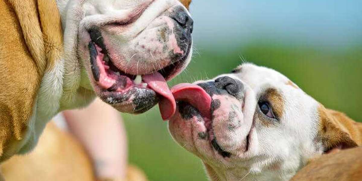 Finding Your Perfect English Bulldog in South Carolina: Puppies for Sale and Bulldog Stud Service in Georgia