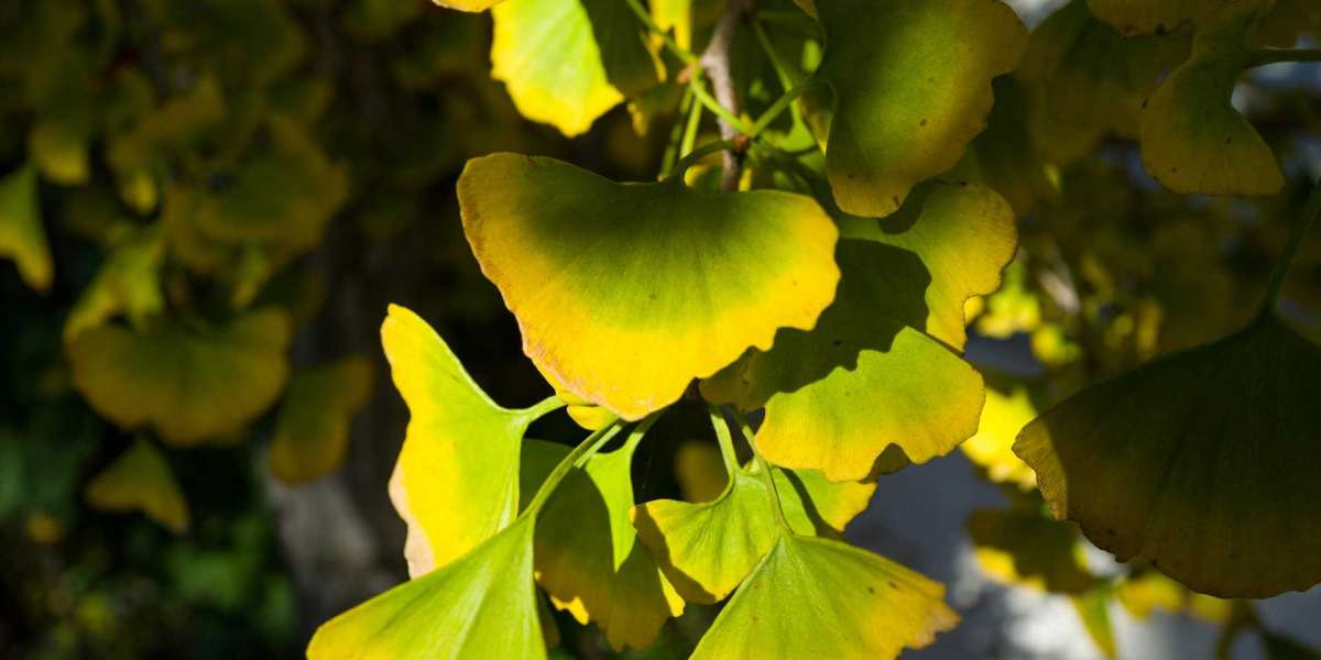 Ginkgo biloba und Lebensstilveränderungen: