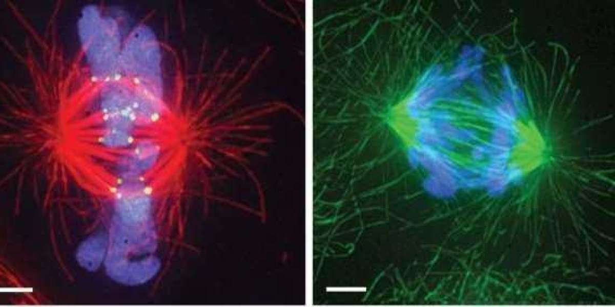 CD BioSciences Opens Up New Avenues in Cell Biology with Cytoskeletal Interaction Assay Services