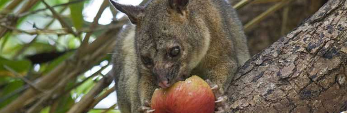 Possum Removal Melbourne Cover Image