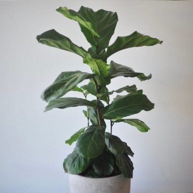 Shop Indoor Plants Melbourne | The Flower Shed