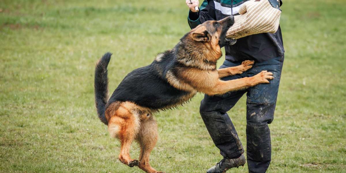 Legal Representation for Dog Bite Victims: Ensuring Just Compensation