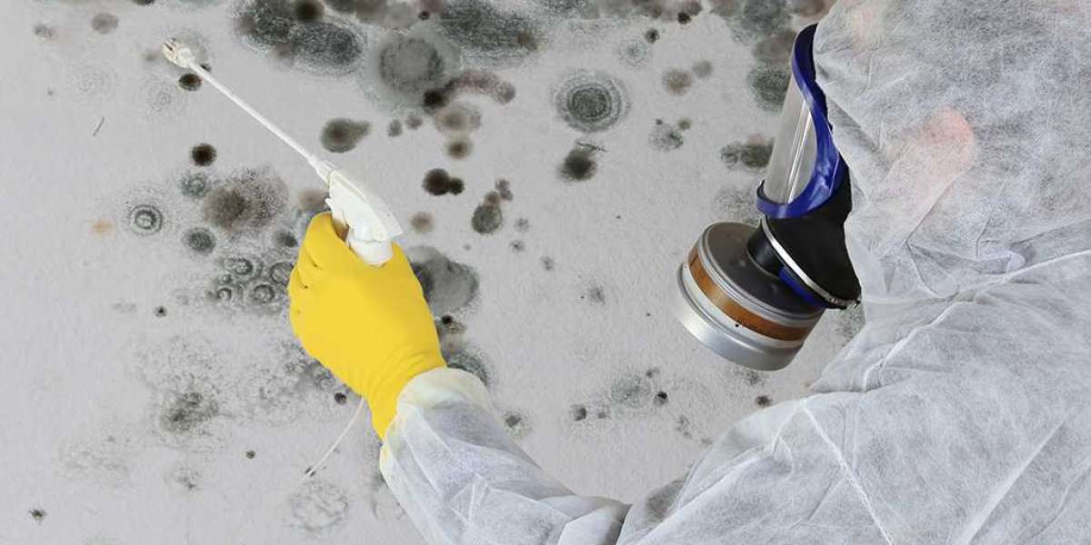 How to Choose the Best Mold Removal Service in Ottawa