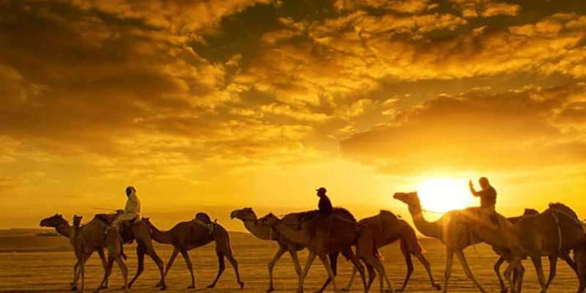 10 Tips for a Memorable Evening Safari Experience in Dubai