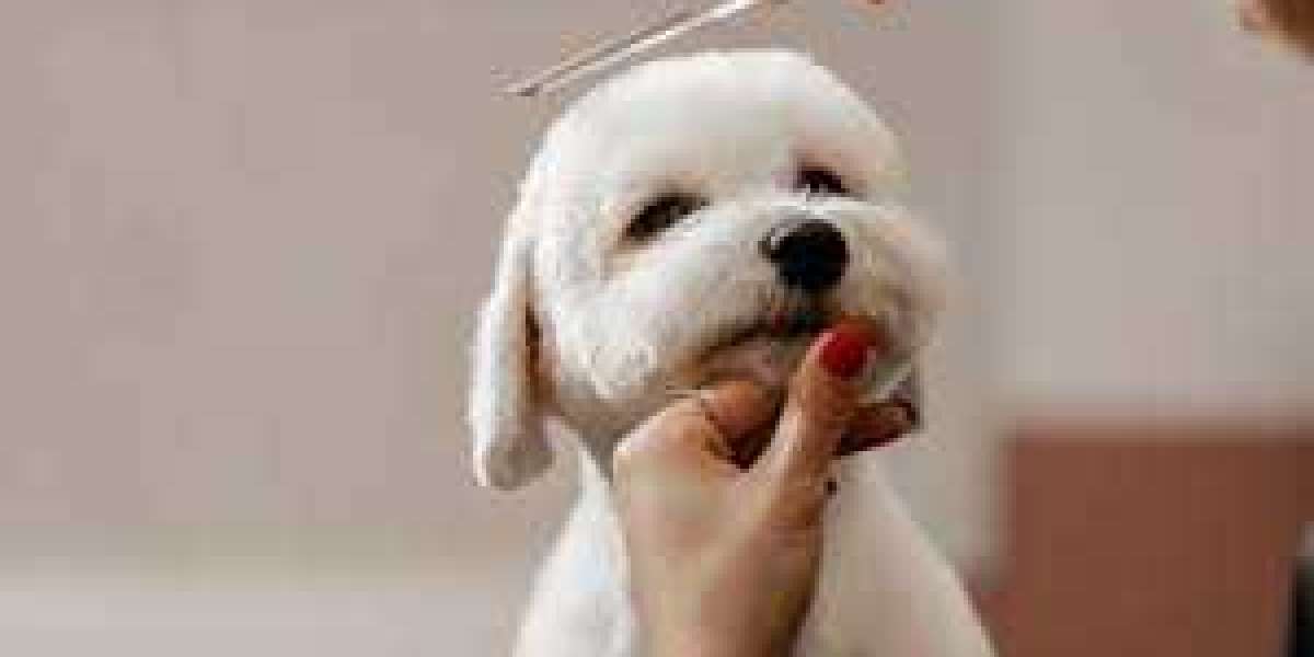 Top Dog Grooming Services in Abu Dhabi: Quality Care for Your Canine