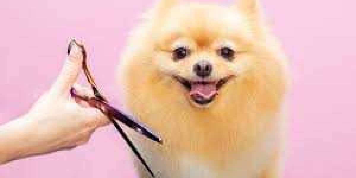 Discover the Best Dog Grooming Services in Abu Dhabi for a Pampered Pup