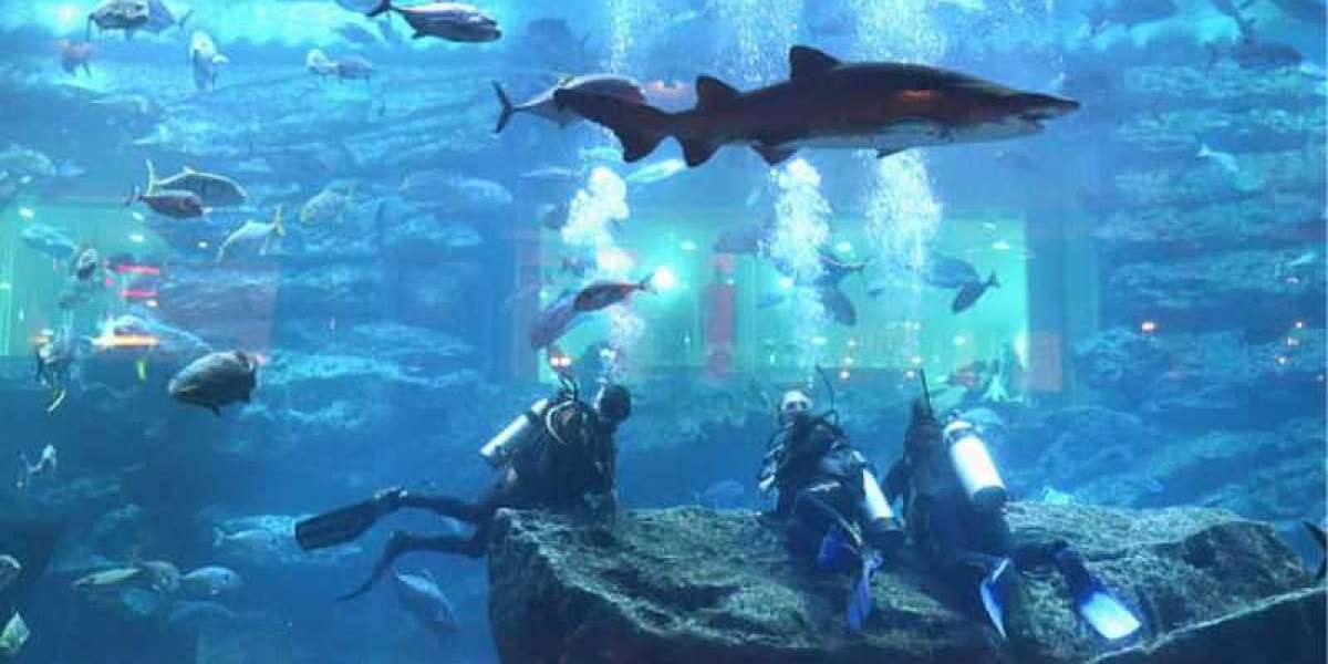 Fascinating Marine Creatures at the Dubai Mall Underwater Zoo