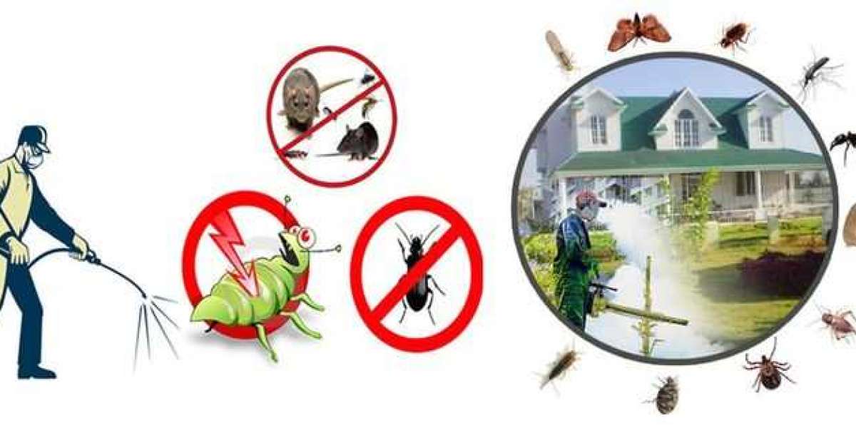 Ultimate Guide to Termite Control and Treatment in Lahore